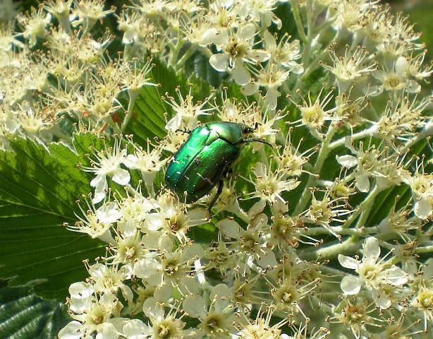 Cetoniidae:  Protaetia cuprea